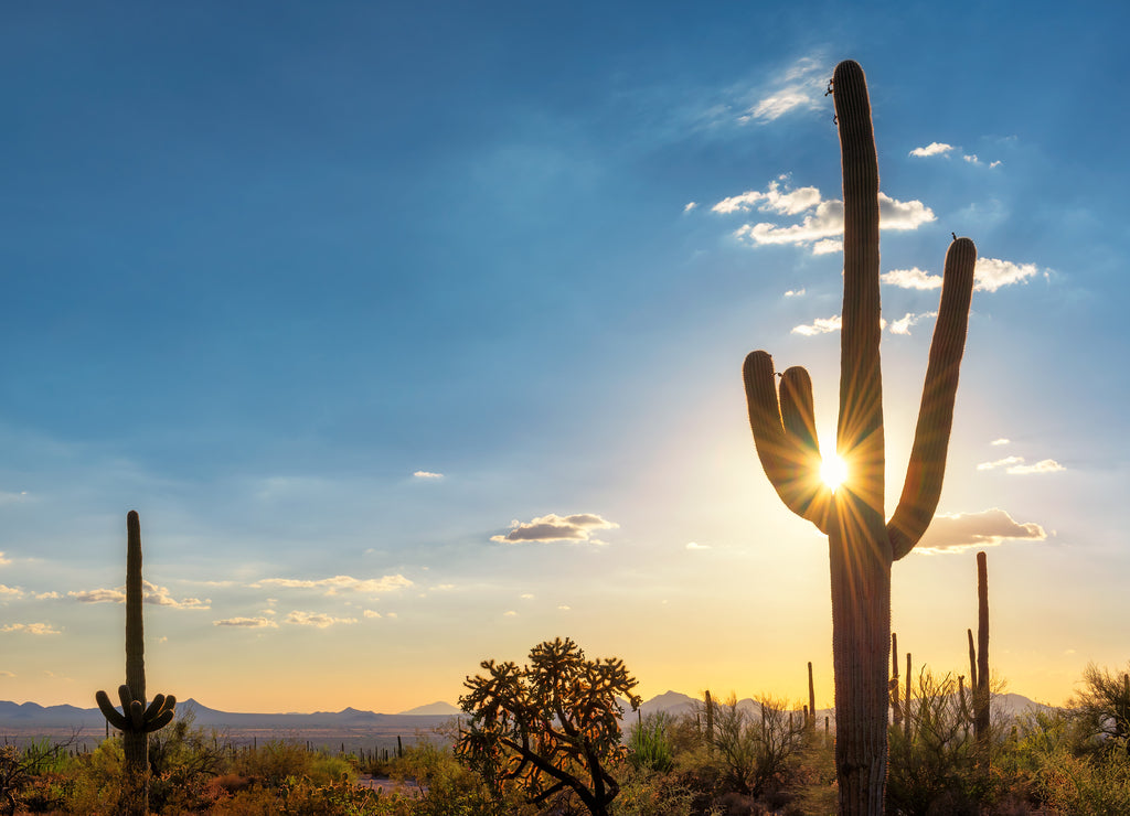 Silhouette at Saguaro cactus at Sunset in Sonoran desert in Phoenix, Arizona, USA