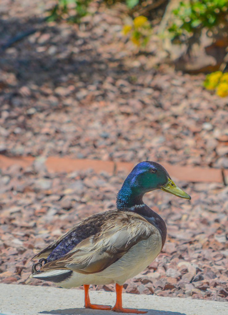 Mallard Duck (Anas Platyrhynchos) resting poolside in Glendale, Maricopa County, Arizona USA