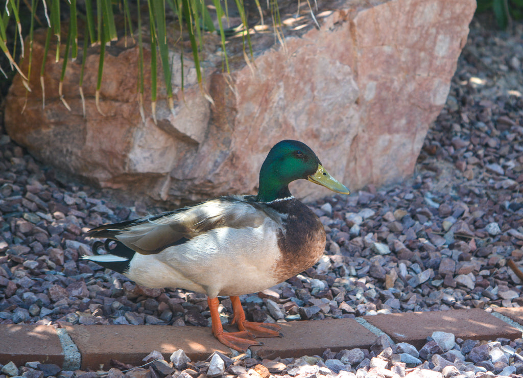 Mallard Duck (Anas Platyrhynchos) resting poolside in Glendale, Maricopa County, Arizona USA