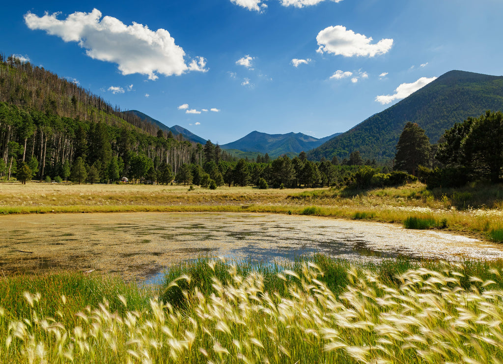 A bright day light landscape, san francisco peak, flagstaff, Arizona in the backdrop