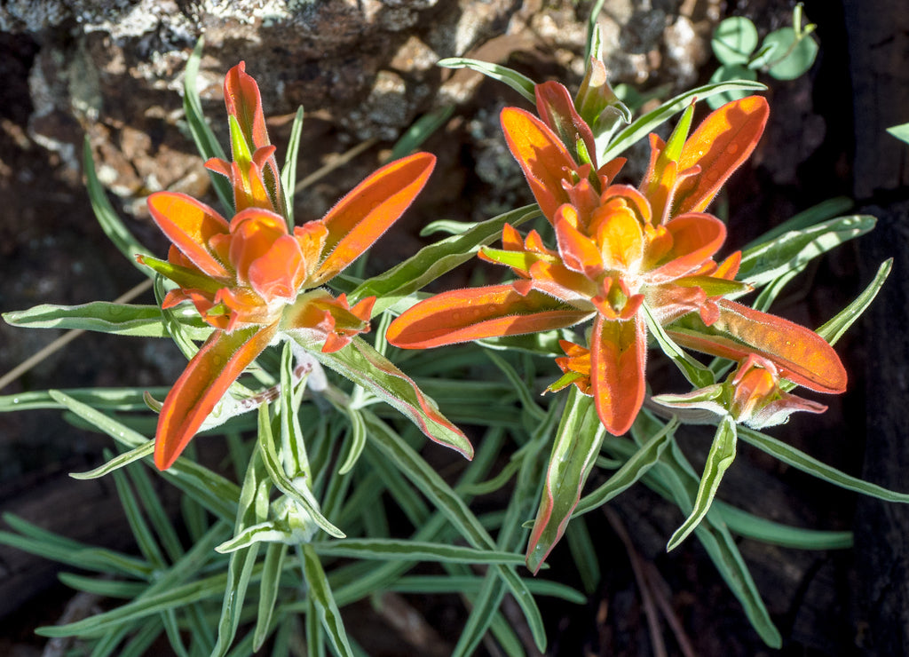 Orange flower, Flagstaff Arizona