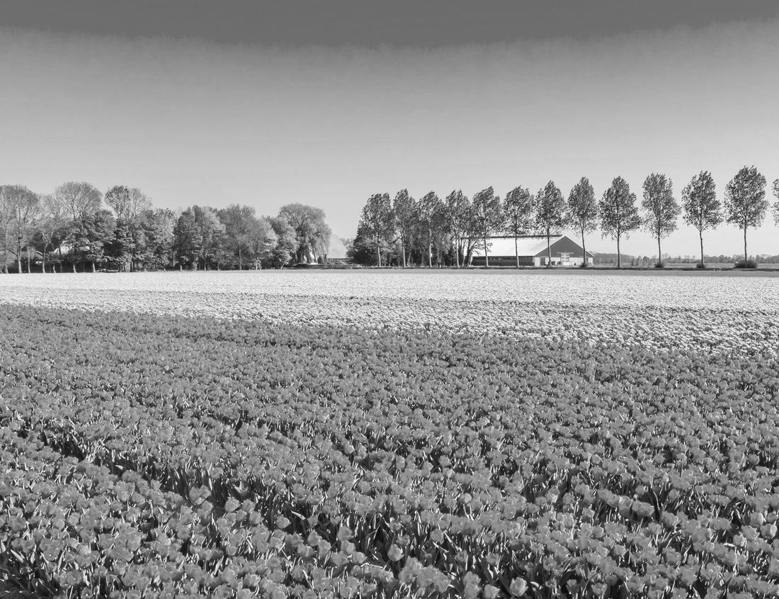 Noah Jigsaw Puzzle Manchester, New Hampshire, USA skyline on the Merrimack River at dusk in black white 1000 pieces