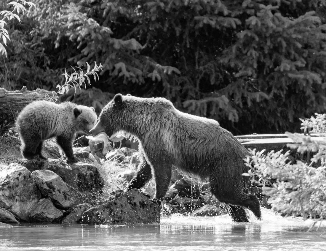 Noah Jigsaw Puzzle Market in Schorndorf, Baden-Württemberg, Germany in black white 1000 pieces