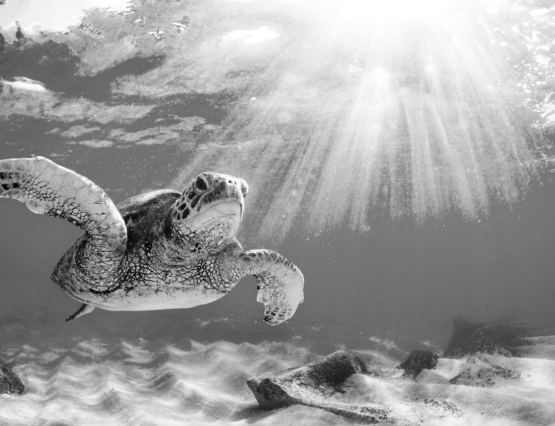 Noah Jigsaw Puzzle Aerial view of Stockach in good weather in black white 1000 pieces