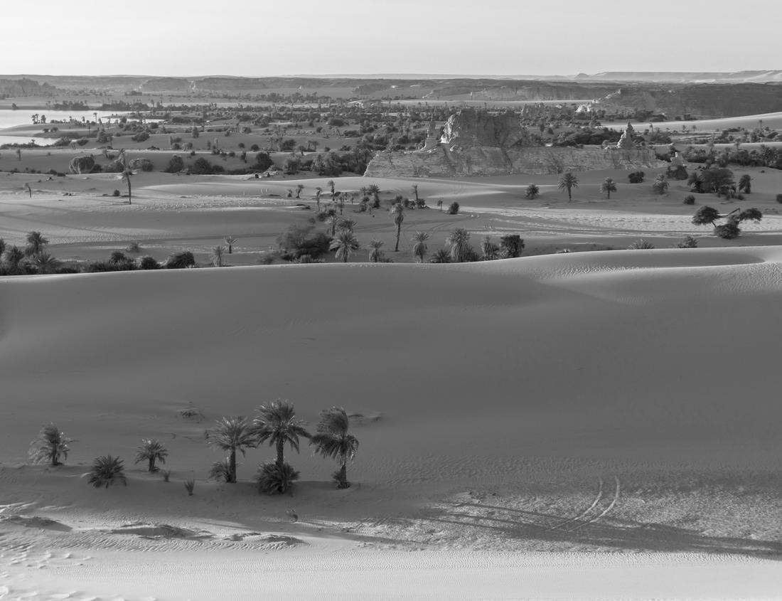 Noah Jigsaw Puzzle Atlanta, Georgia, USA Piedmont Park skyline in fall in black white 1000 pieces