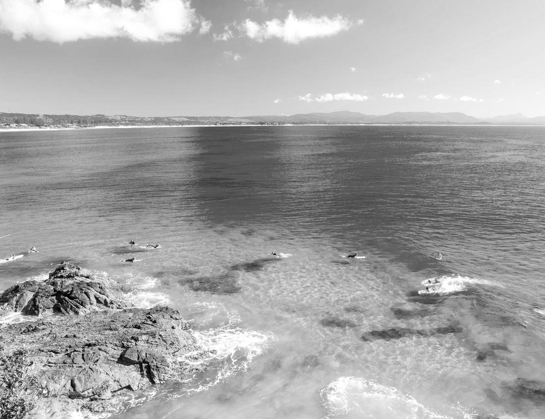 Noah Jigsaw Puzzle Lion King of African jungle, Tanzania in black white 1000 pieces