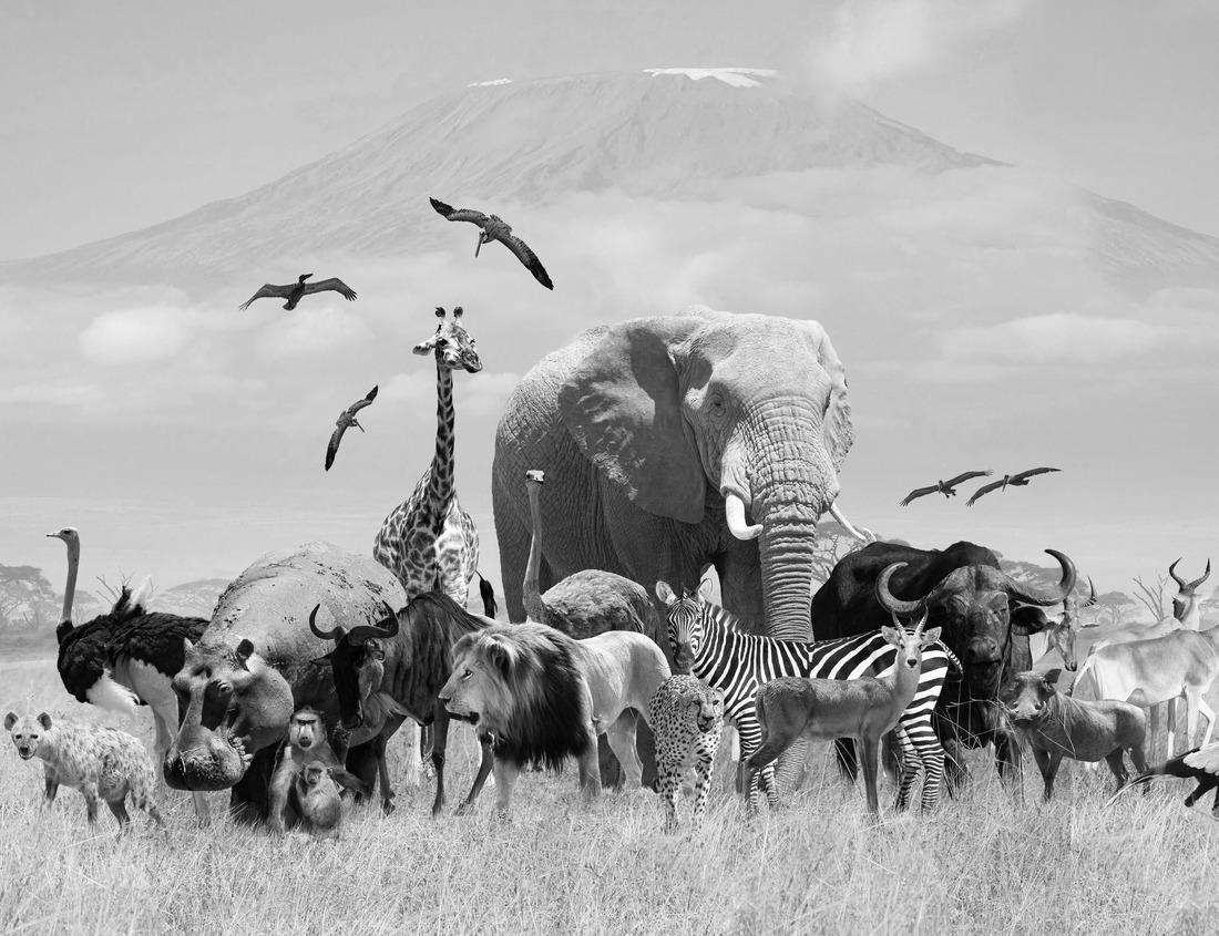 Noah Jigsaw Puzzle Aerial View of Downtown Albert Lea, Minnesota at Dusk in Summer in black white 1000 pieces