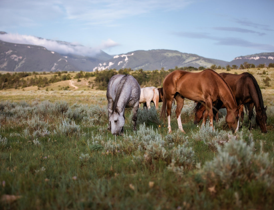 Noah Jigsaw Puzzle Horses grazing in the wilds of Montana. In front of Pryor mountains in a meadow. Ranch horses in the west Near Lovell Wyoming, and Billings Montana 1000 pieces