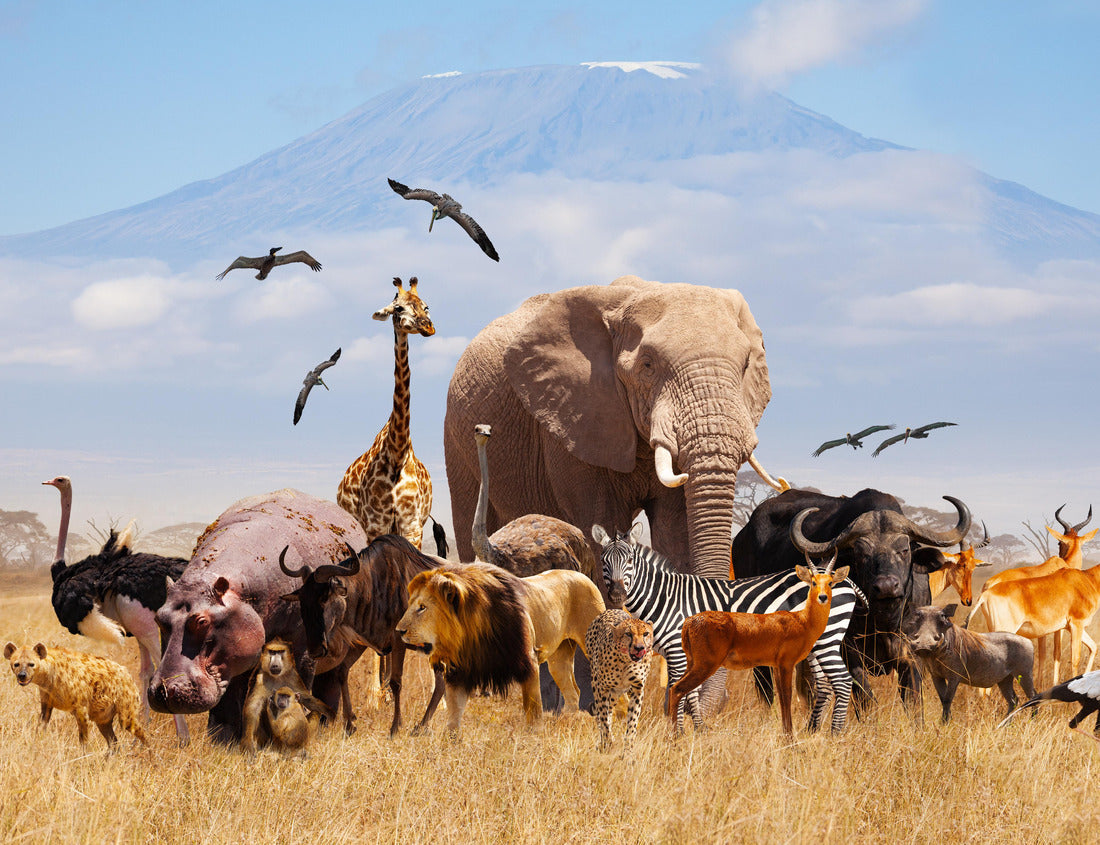 Noah Jigsaw Puzzle Group of many African animals giraffe, lion, elephant, monkey and others stand with the Kilimanjaro mountain on background 1000 pieces