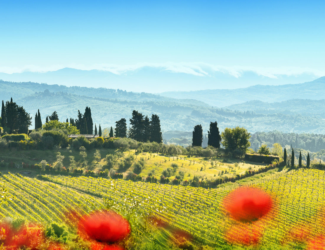 Noah Jigsaw Puzzle Beautiful landscape with plums. Chianti Tuscany Italy 1000 pieces