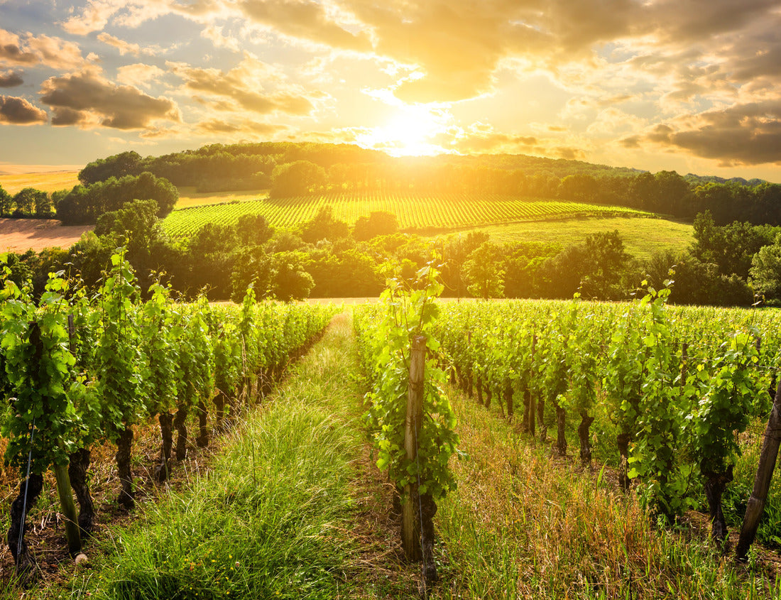 Noah Jigsaw Puzzle Beautiful vineyard at sunset. Traveling through Tuscany, Italy 1000 pieces