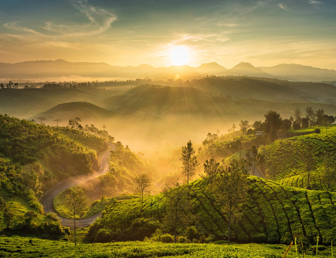 Noah Jigsaw Puzzle Foggy yet warm sunrise in Cukul Tea Garden, Bandung, Indonesia 1000 pieces