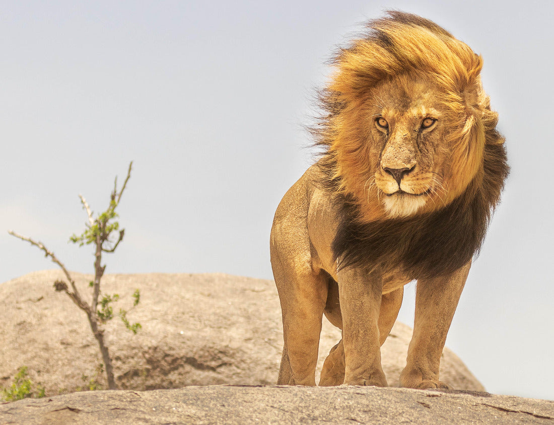 Noah Jigsaw Puzzle Lion King of African jungle, Tanzania 1000 pieces