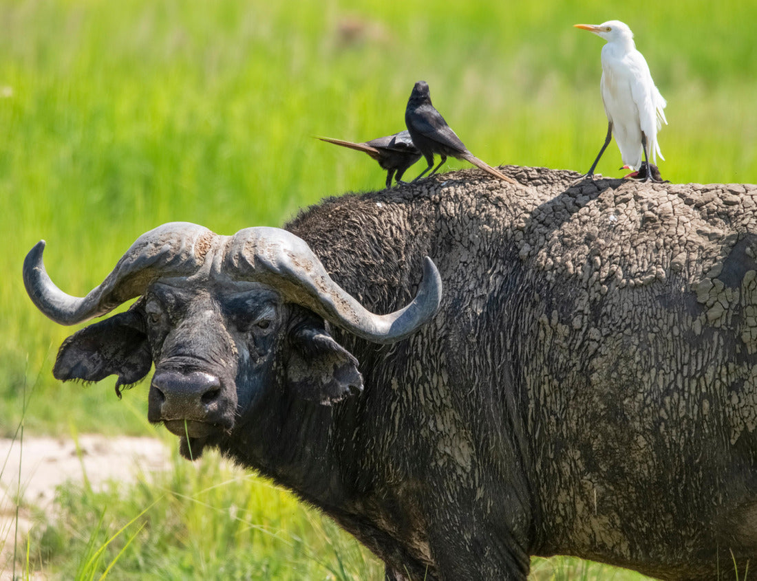 Noah Jigsaw Puzzle African buffalo in the pasture. Birds sit on its back. Murchison Falls National Park. Uganda, Africa 1000 pieces