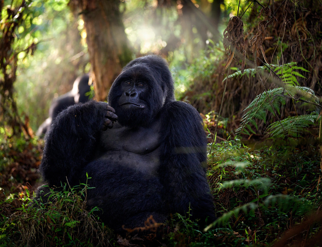 Noah Jigsaw Puzzle Mountain Gorilla, Mgahinga National Park in Uganda. Close-up of the wild, large black silverback gorilla in the forest, Africa 1000 pieces
