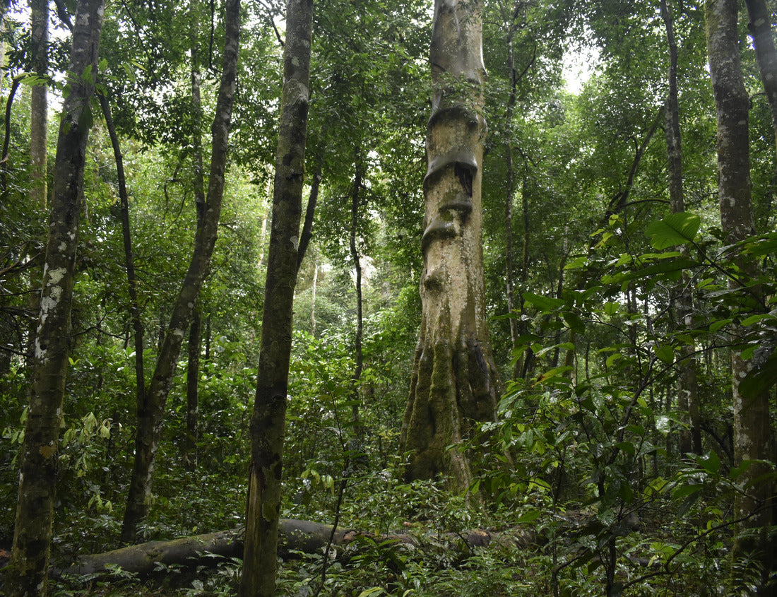 Noah Jigsaw Puzzle Green landscape of tropical Uganda 1000 pieces