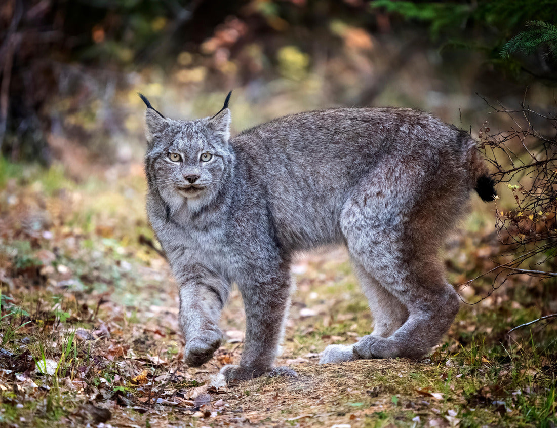 Noah Jigsaw Puzzle Lynx in Wildriding Mountain National Park, Canada 1000 pieces