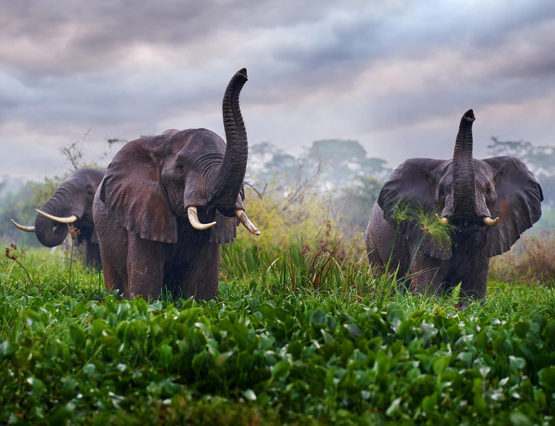 Noah Jigsaw Puzzle Elephant in the rain, Victoria Nile Delta. Elephant in Murchison Falls NP, Uganda 1000 pieces