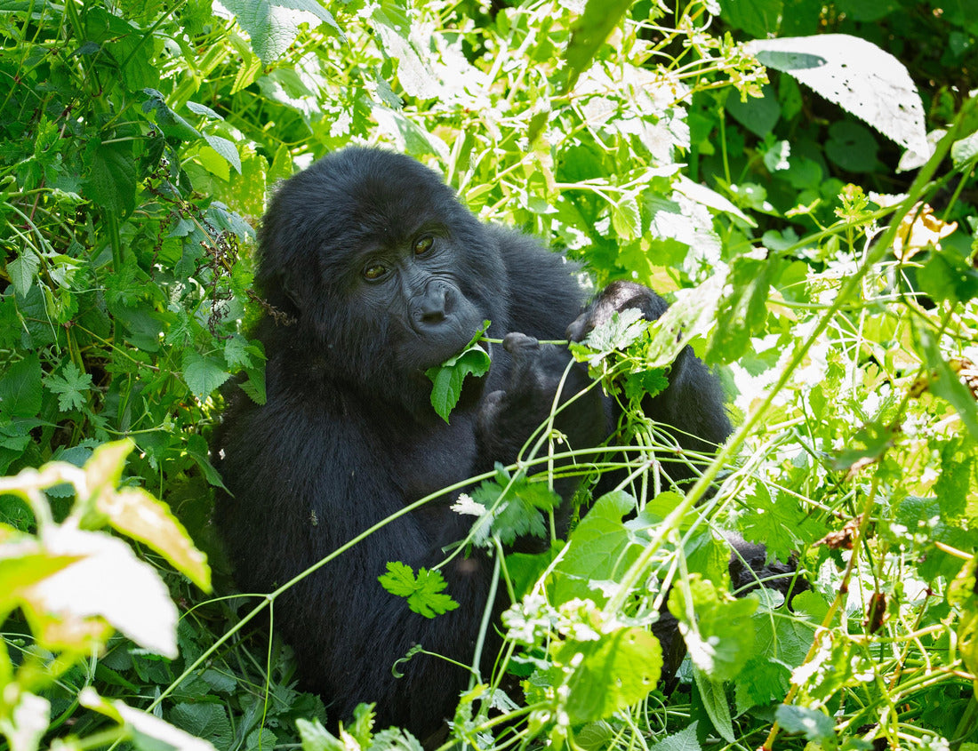 Noah Jigsaw Puzzle Mountain gorilla in Bwindi Impenetrable National Park. Gorilla in natural habitat. Wildlife in Uganda 1000 pieces