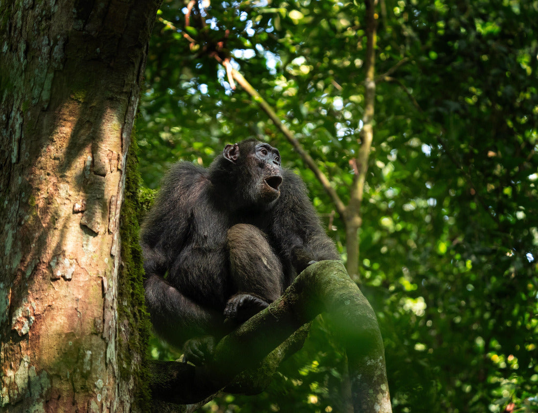 Noah Jigsaw Puzzle Chimpanzee in Kibale forest. Scold on the tree. Safari in Uganda 1000 pieces