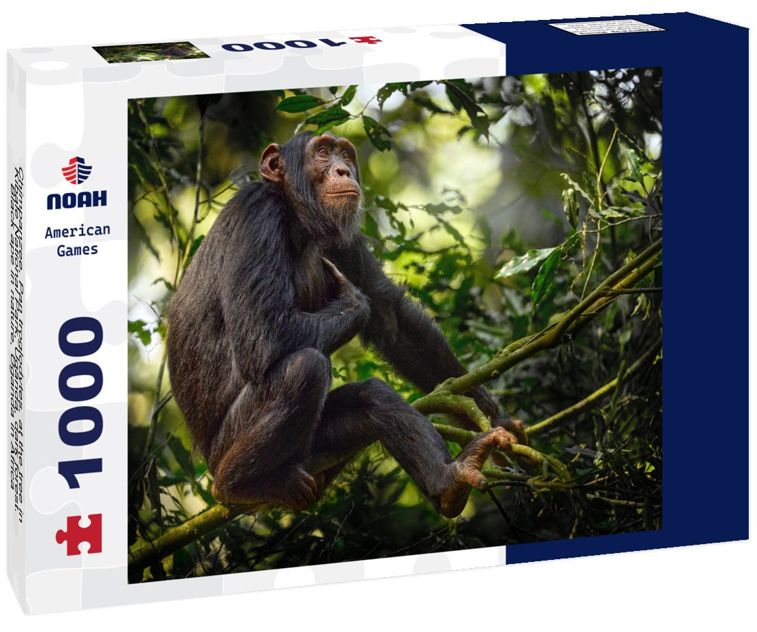 Noah Jigsaw Puzzle Chimpanzee, Pan troglodytes, at the tree in Kibale National Park, Uganda, dark forest. Black ape in nature, Uganda in Africa 1000 pieces