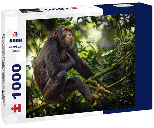 Noah Jigsaw Puzzle Chimpanzee, Pan troglodytes, at the tree in Kibale National Park, Uganda, dark forest. Black ape in nature, Uganda in Africa 1000 pieces