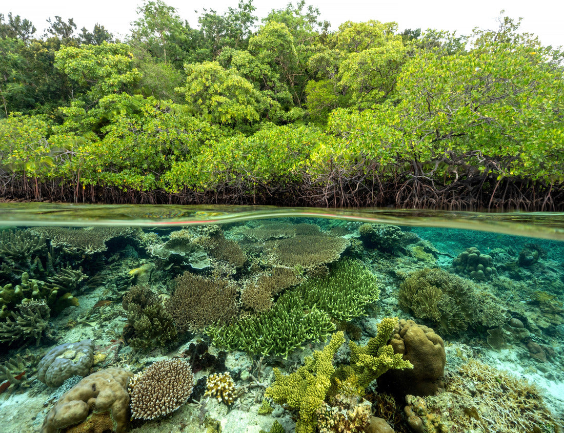 Noah Jigsaw Puzzle Mangrove forest and coral reefs in split shot, Gam Island Raja Ampat Indnonesia 1000 pieces