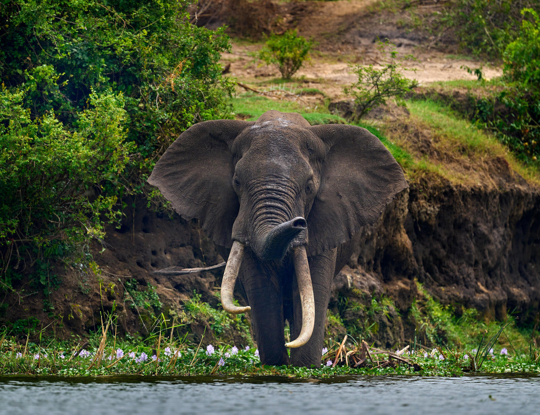 Noah Jigsaw Puzzle Elegant watercourse in nature. Uganda wildlife, Africa. Elephant in the rain. Elephant in Murchison Falls NP, Uganda. Large mammal in green grass, forest vegetation in background 1000 pieces