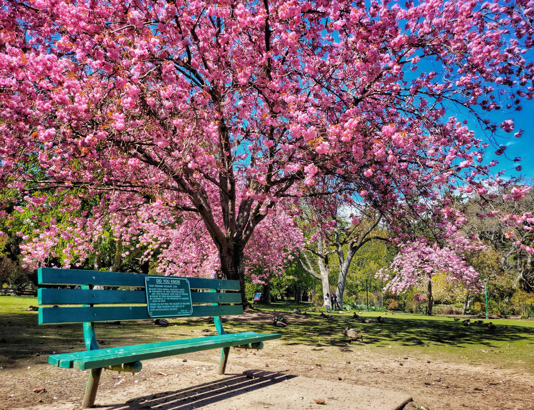 Noah Jigsaw Puzzle Beautiful shot of a wooden bench in front of a large cherry blossom tree on a sunny day in Beacon Hill Park, Victoria, British Columbia, Canada 1000 pieces