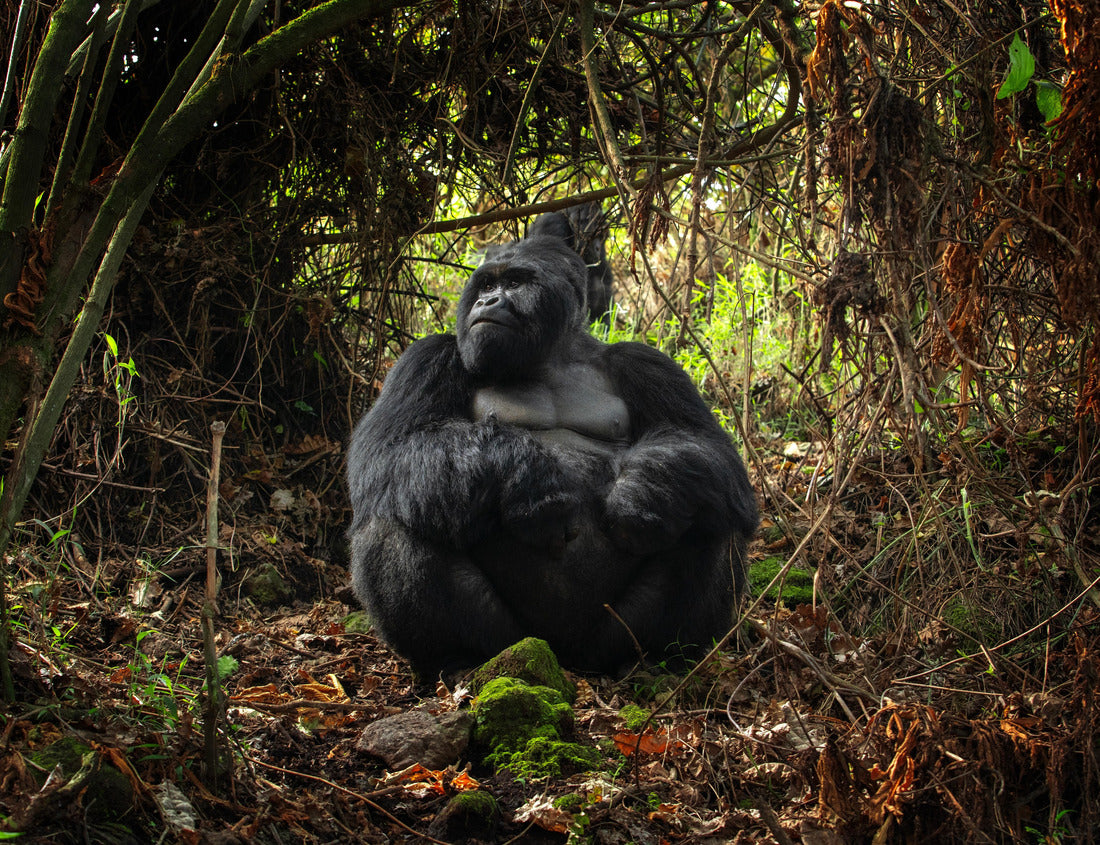 Noah Jigsaw Puzzle Gorillas in the mountains of Mgahinga Gorilla National Park. Gorilla in the forest. Rare animals in Uganda. Animals in their natural habitat 1000 pieces