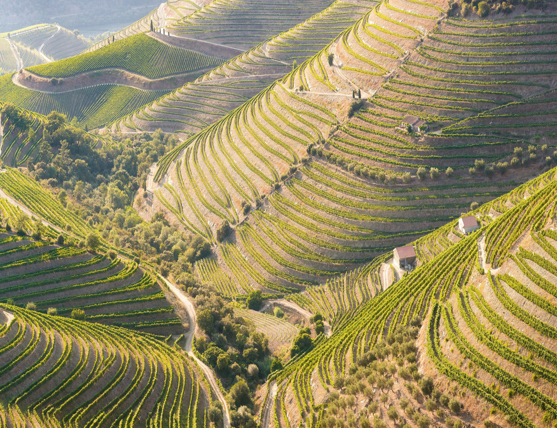 Noah Jigsaw Puzzle Beautiful vineyards in the Valley of the River Douro, Portugal, Portugal. Portuguese port wine. Terrace fields 1000 pieces