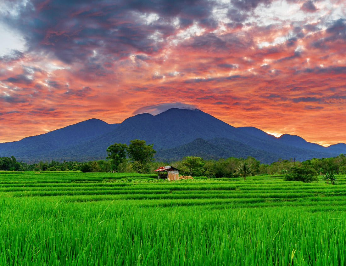 Noah Jigsaw Puzzle Asian scenery when the morning sun is beautiful over the mountains and green rice fields in the village of Kemumu, Bengkulu, Indonesia 1000 pieces