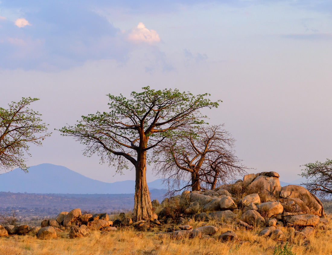 Noah Jigsaw Puzzle Baobab also called the “upside-down” tree because of the similarity of its thin branches to the roots or cream of the tartar tree (Adansonia digitata). Ruaha National Park. Tanzania 1000 pieces