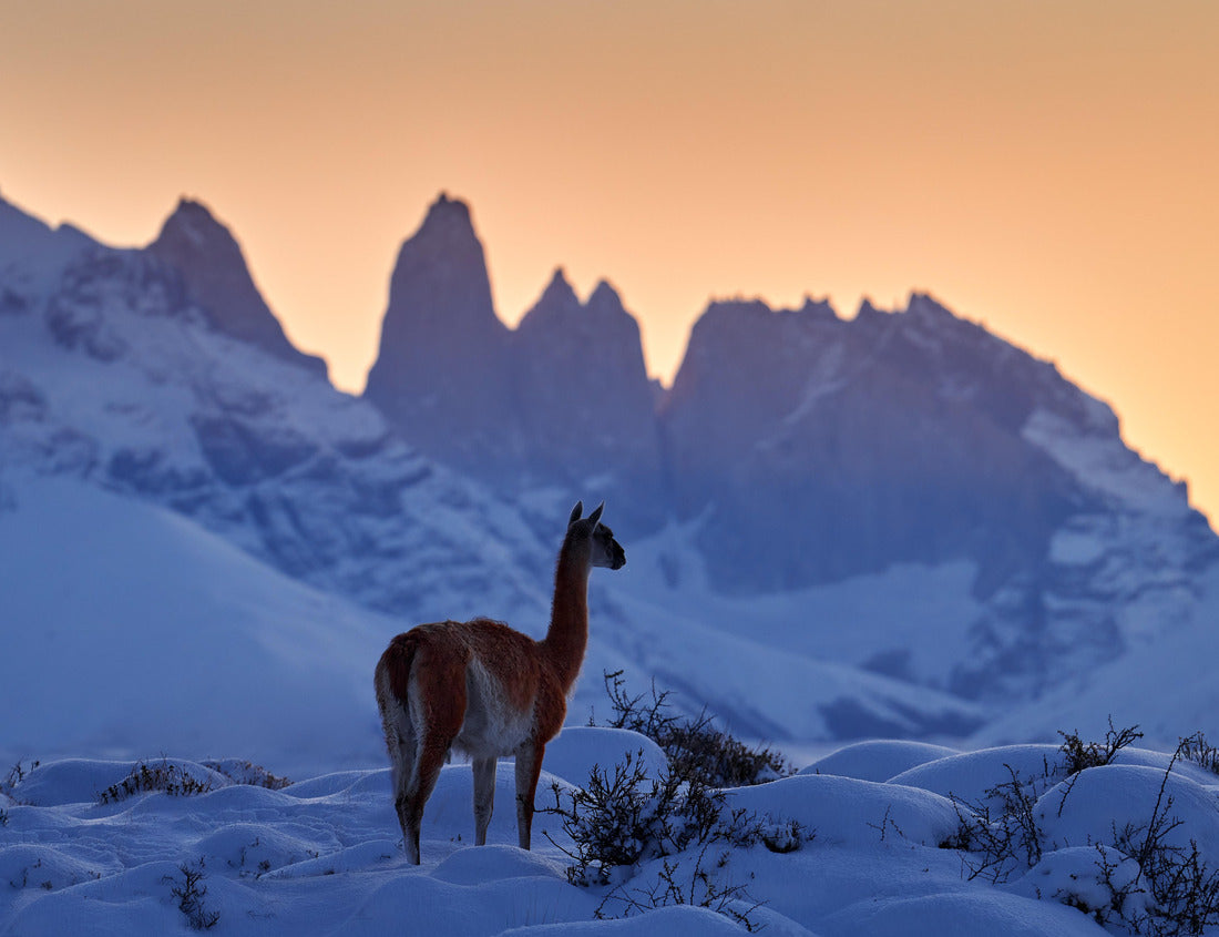 Noah Jigsaw Puzzle Guanaco in Chile, Torres del Paine NP in Patagonia. Winter with snow in South America. Llama guanaco (Lama guanicoe) in its natural habitat, rocky hills in the mountains. Sunset with snow in Patagonia 1000 pieces