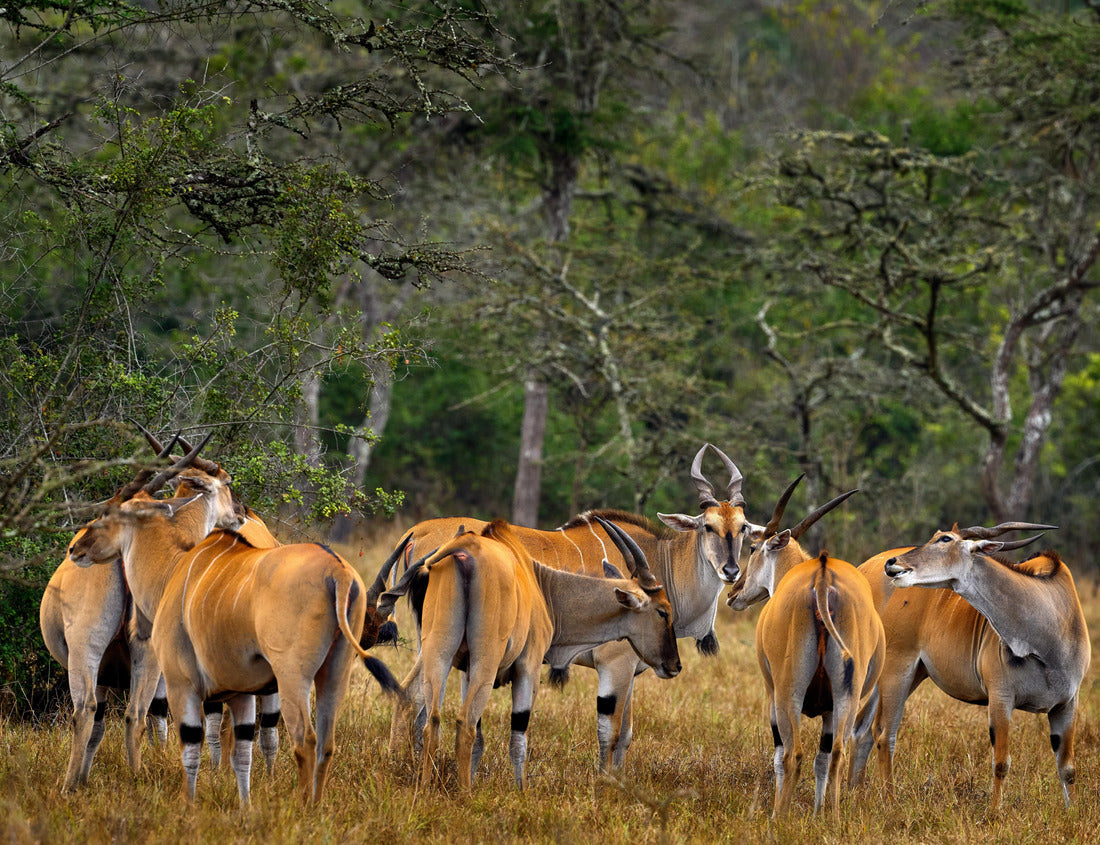 Noah Jigsaw Puzzle Herd of large antelopes, Mburo NP lake, Uganda in Africa. Taurotragus oryx, large brown African mammal in nature 1000 pieces