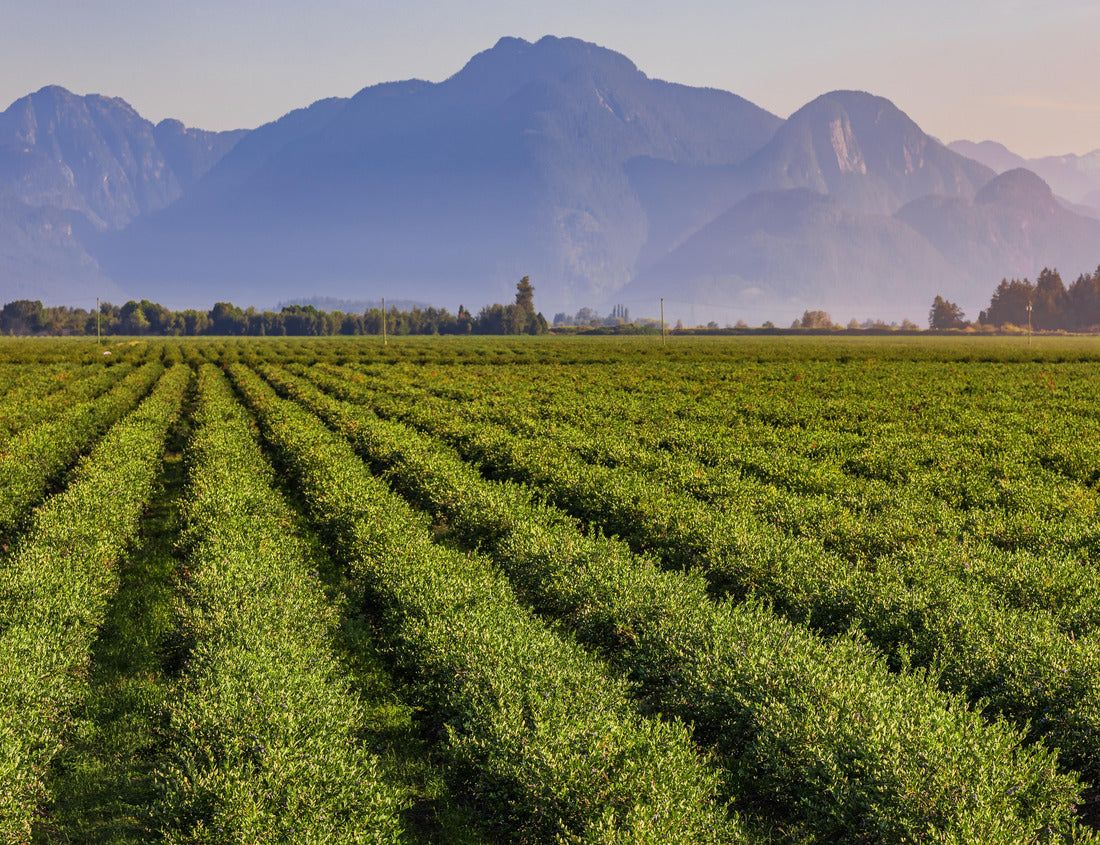 Noah Jigsaw Puzzle Blueberry field and mountains in the distance in British Columbia, blueberries ready for harvest. Blueberry farm in Vancouver 1000 pieces