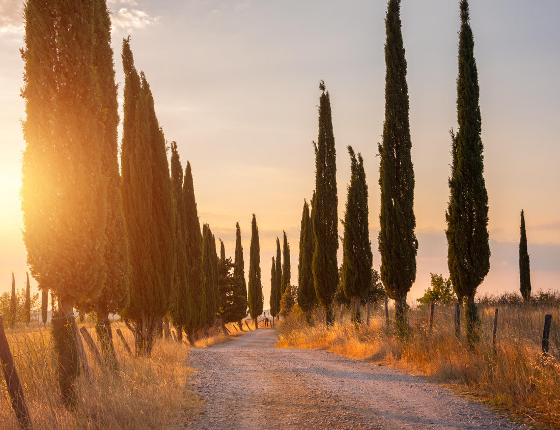 Noah Jigsaw Puzzle Country road with cypress trees at sunset. Typical landscape in Tuscany, Italy 1000 pieces
