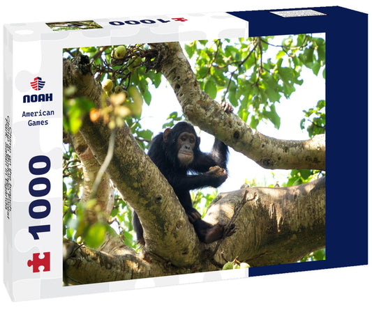 Noah Jigsaw Puzzle Chimp on the branch. Chimp in Budongo Forest Park. Safari in Uganda 1000 pieces
