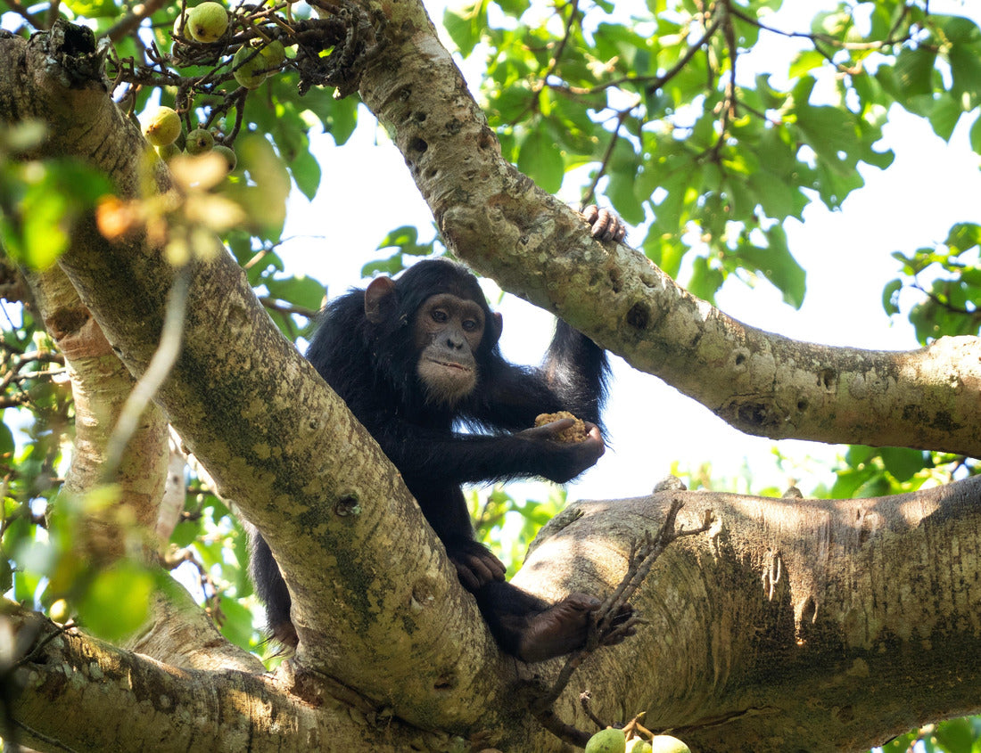 Noah Jigsaw Puzzle Chimp on the branch. Chimp in Budongo Forest Park. Safari in Uganda 1000 pieces