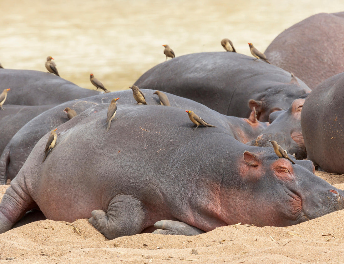 Noah Jigsaw Puzzle Africa, Tanzania. Red-billed woodpecker warming over sleeping hippos 1000 pieces