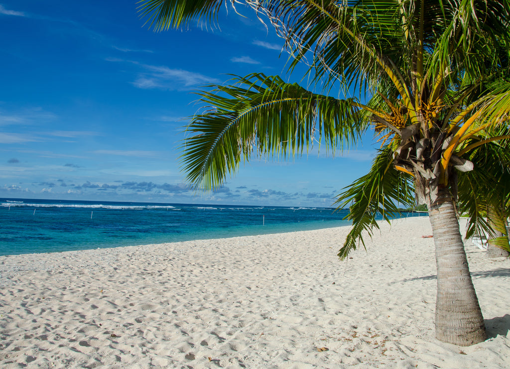 Falealupo Beach surrounded by palm trees and sea under a blue sky in Samoa