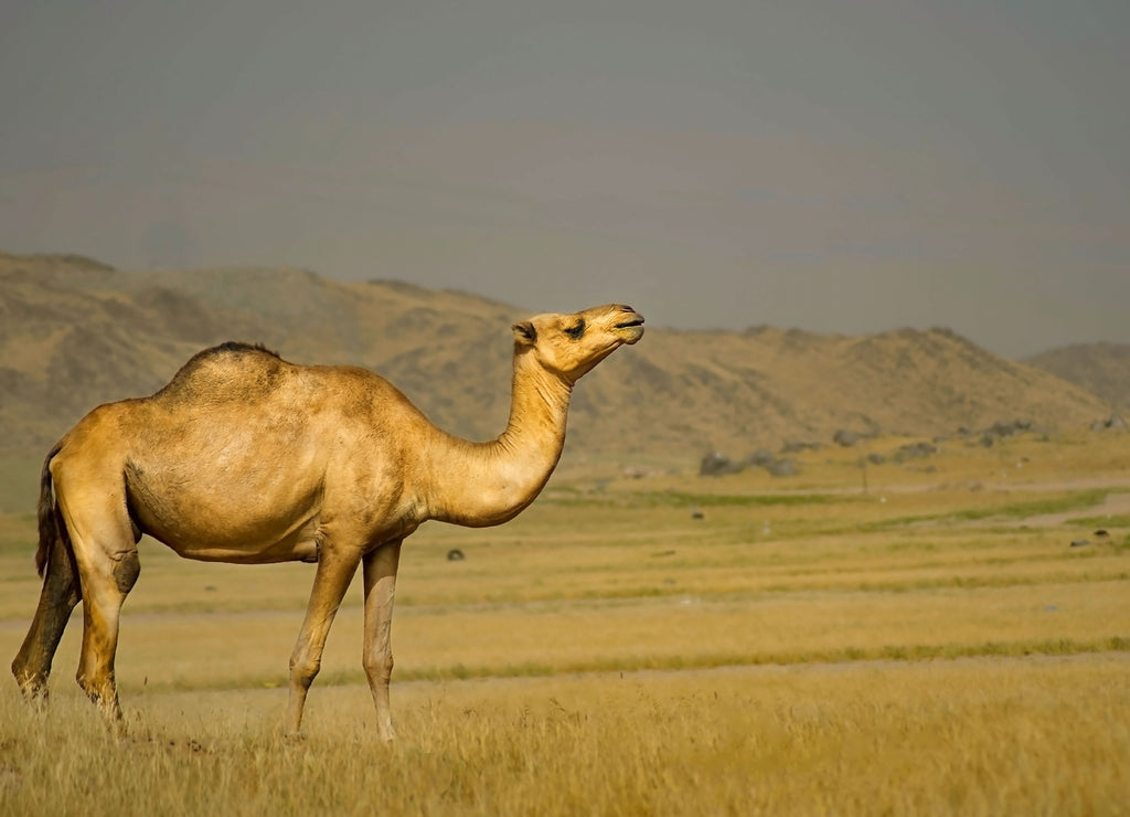 A beautiful Camel from Jeddah, Saudi Arabia