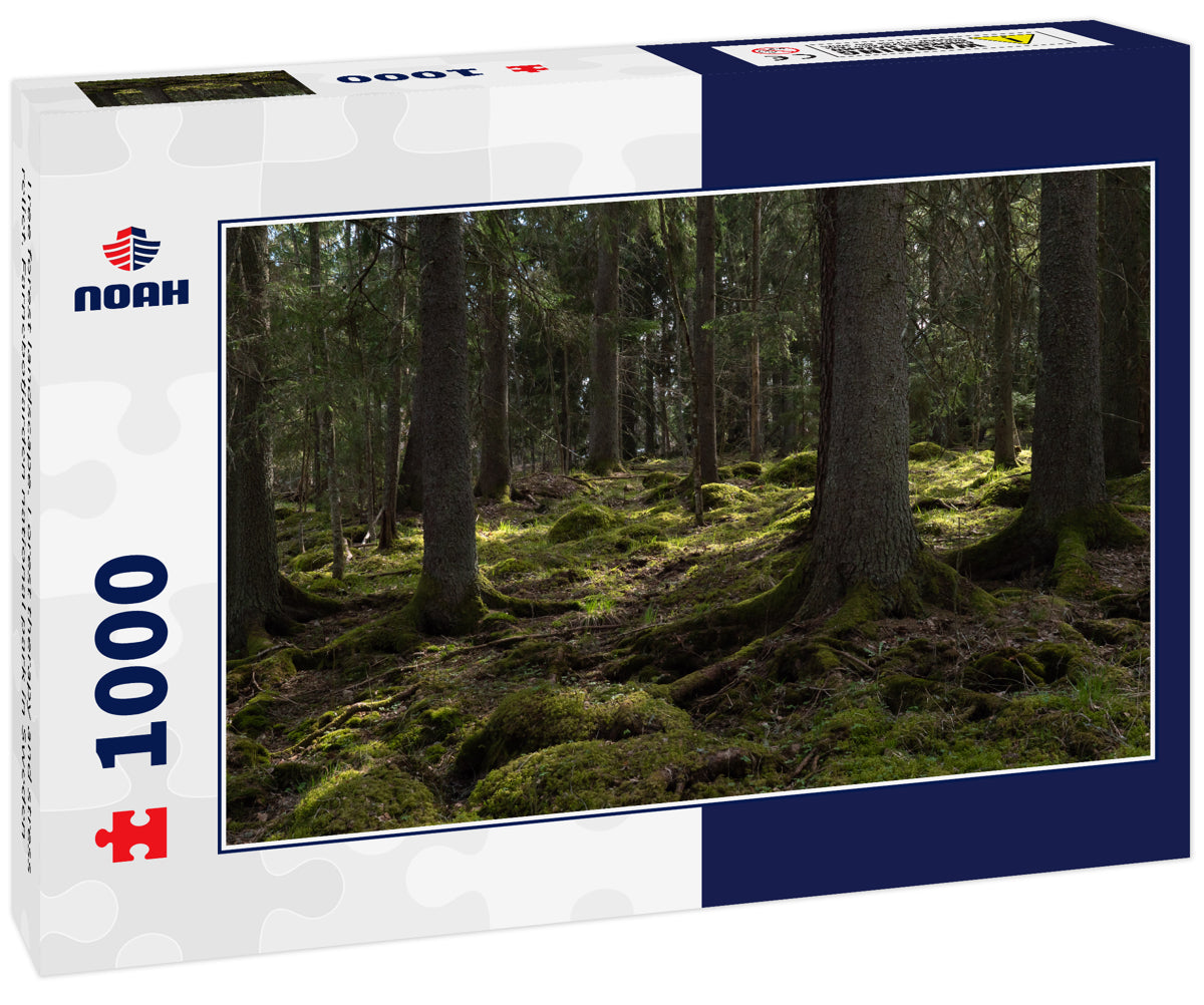 Tree forest landscape. Forest therapy and stress relief. Farnebofjarden national park in Sweden