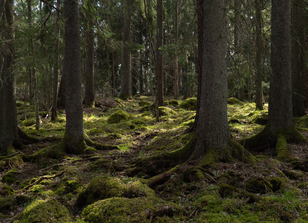 Tree forest landscape. Forest therapy and stress relief. Farnebofjarden national park in Sweden