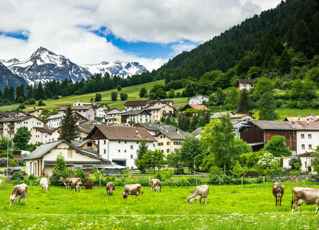 Cow pasture and Alps in background of Mustair village, Switzerland