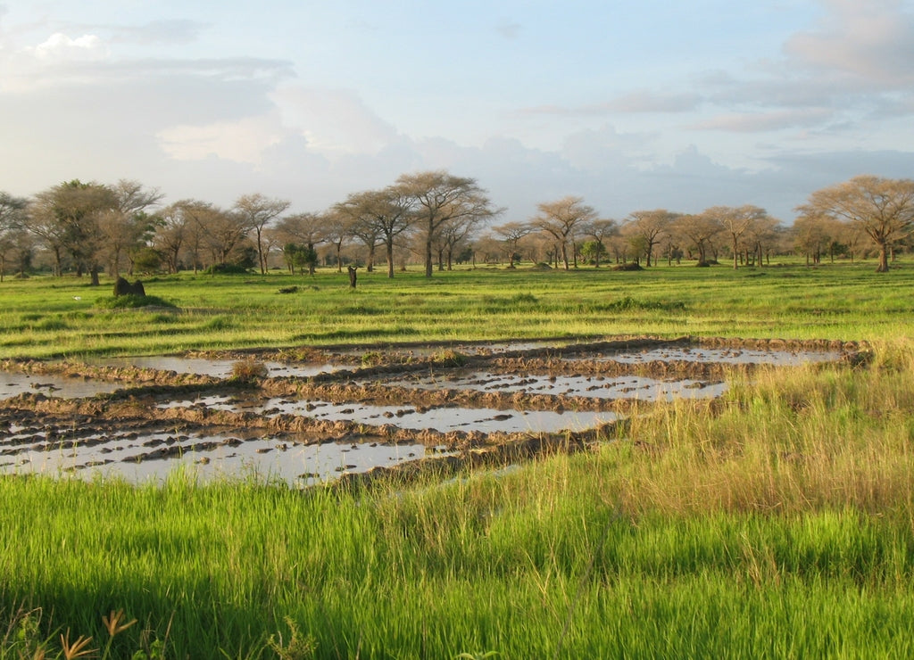 A landscape near of Diouloulou with rice crops in the region of Casamance, Senegal