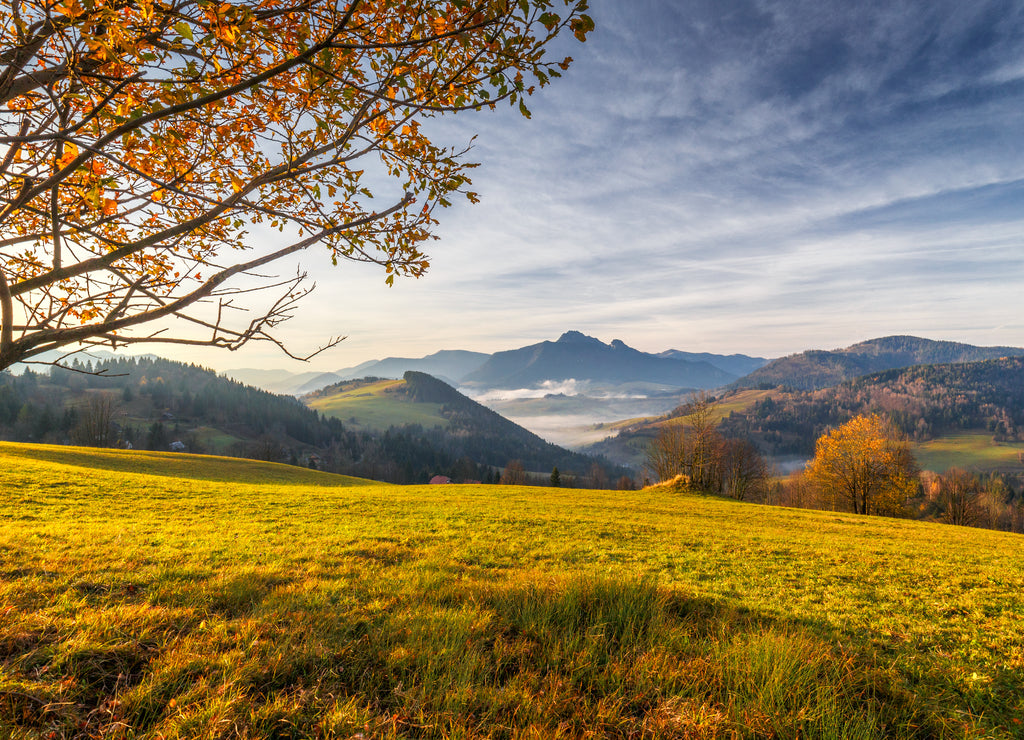 Tree in a foreground of autumn landscape with mountains at sunrise. Mala Fatra National Park, not far from the village of Terchova in Slovakia