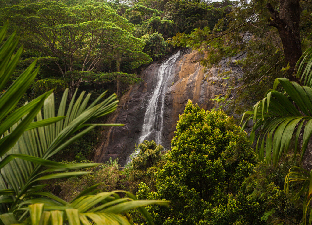 Greate and beautiful place in paradise. Green trees and plants in the mountain landscape of Sri Lanka