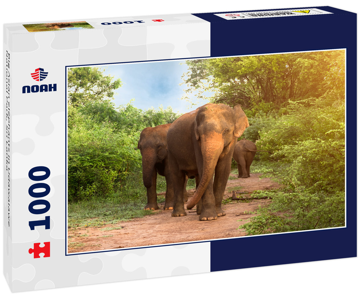 Big Asian elephants in Udawalawe National Park, Sri Lanka