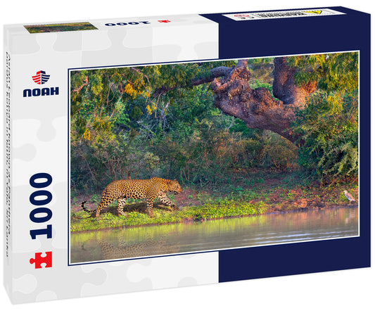 Asian Leopard known as Panthera pardus kotiya in latin, in Yala, Sri Lanka